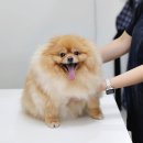 강동물병원 이미지