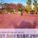 경주 핑크뮬리: 가을의 낭만 이미지