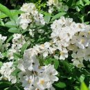 삼복마트 이미지