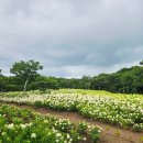 서연 정육식당 | 제주동화마을 무료입장 여행코스 8월의 유럽수국