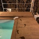 노스토스 이미지