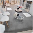 메가펫 애견호텔 이미지