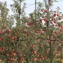 오상농장 이미지