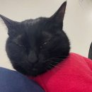 해밀동물병원 이미지