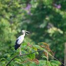[열린부리황새] Openbill Stork 이미지