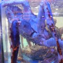 대게나라 이미지