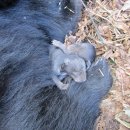 지리산밧데리 이미지