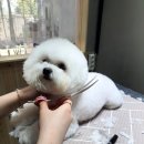심쿵하개 애견미용 이미지