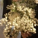 호텔크리스탈 | [서울/송파] 잠실 호텔 결혼식 롯데호텔 크리스탈 볼룸 주차, 하객후기, 식사후기