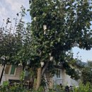 하얀배 민박 이미지