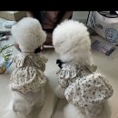 유펫 일산점 | [펫박람회] 2022 송도 컨벤시아 마이펫페어 후기