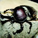 장수풍뎅이마을 이미지