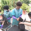 중앙애견미용 이미지