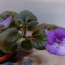 타우르스 이미지