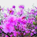 불루베리 심기 이미지