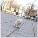 유어펫 강아지분양 고양이분양 본점 이미지