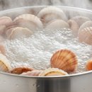 꽃가리비 이미지