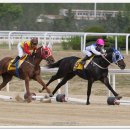 경마공원 이미지