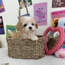 준성메디칼 | 건강한 용인강아지분양 받아서 행복해요