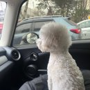 댕댕월드&퍼피 이미지