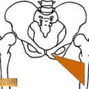 단내전근(adductor brevis) 이미지