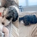 이불 속 댕댕이 이미지