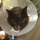 온리누스 이미지