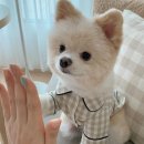 댕댕이옷보개