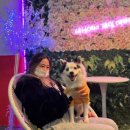 무지개파크 | [강아지 무지개다리] 몽몽이m파크 장례 후기
