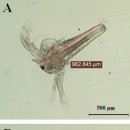 poly-β-hydroxybutyrate (PHB)영양 강화 Artemia 이미지