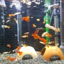 구피 카카오 검색결과