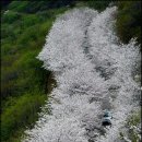 붉디붉은 황령산 진달래와 환상적인 벚꽃터널 이미지