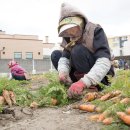 구좌친환경당근영농조합법인 이미지