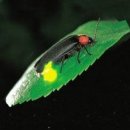 반딧불이의 기억 이미지