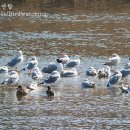 큰검은머리갈매기 Great Black-headed Gull 143 이미지