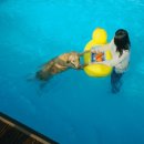 도그마실 이미지