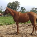 참솔식당 - 울주군 | 참솔식당