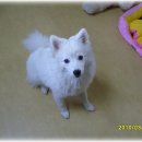 예쁜멍멍이 이미지