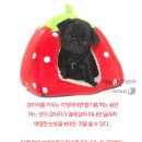 보고펫