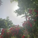 장미꽃길 1 이미지