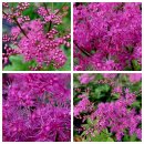 비너스타 이미지