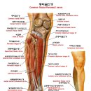 총비골신경 &마비 이미지