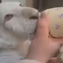 보문7