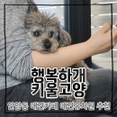 오렌지애견 | 서울 애견 카페 성북구 안암동 애견카페 애견유치원 추천 (26.5.21)