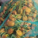 대황기취나물 감초 콩잎 깻잎 쑥 메주콩 무감말랭이 결명자 냉이 이미지