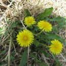 증포초병설 이미지