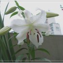 카사블랑카 이미지