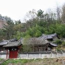 함안 영동리 회화나무 이미지