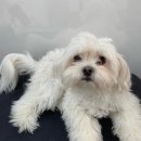 그루머솔 이미지