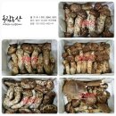 봉화자연산송이